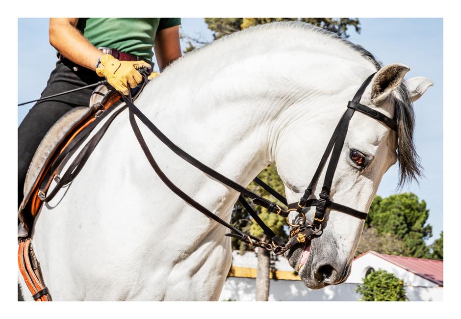 Royal Equestrian Art #1