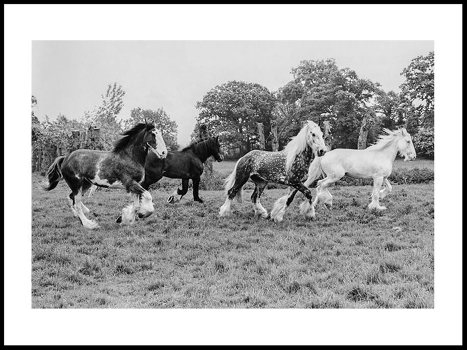 Horses