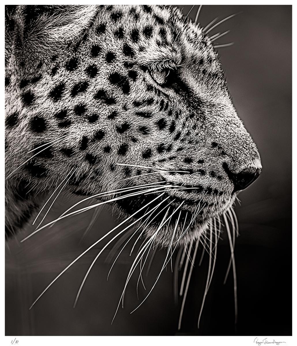 Portrait Leopard