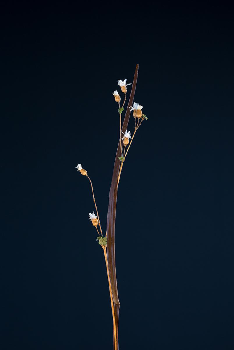 Fabel IV - Onagraceae - Nattlysfamilien