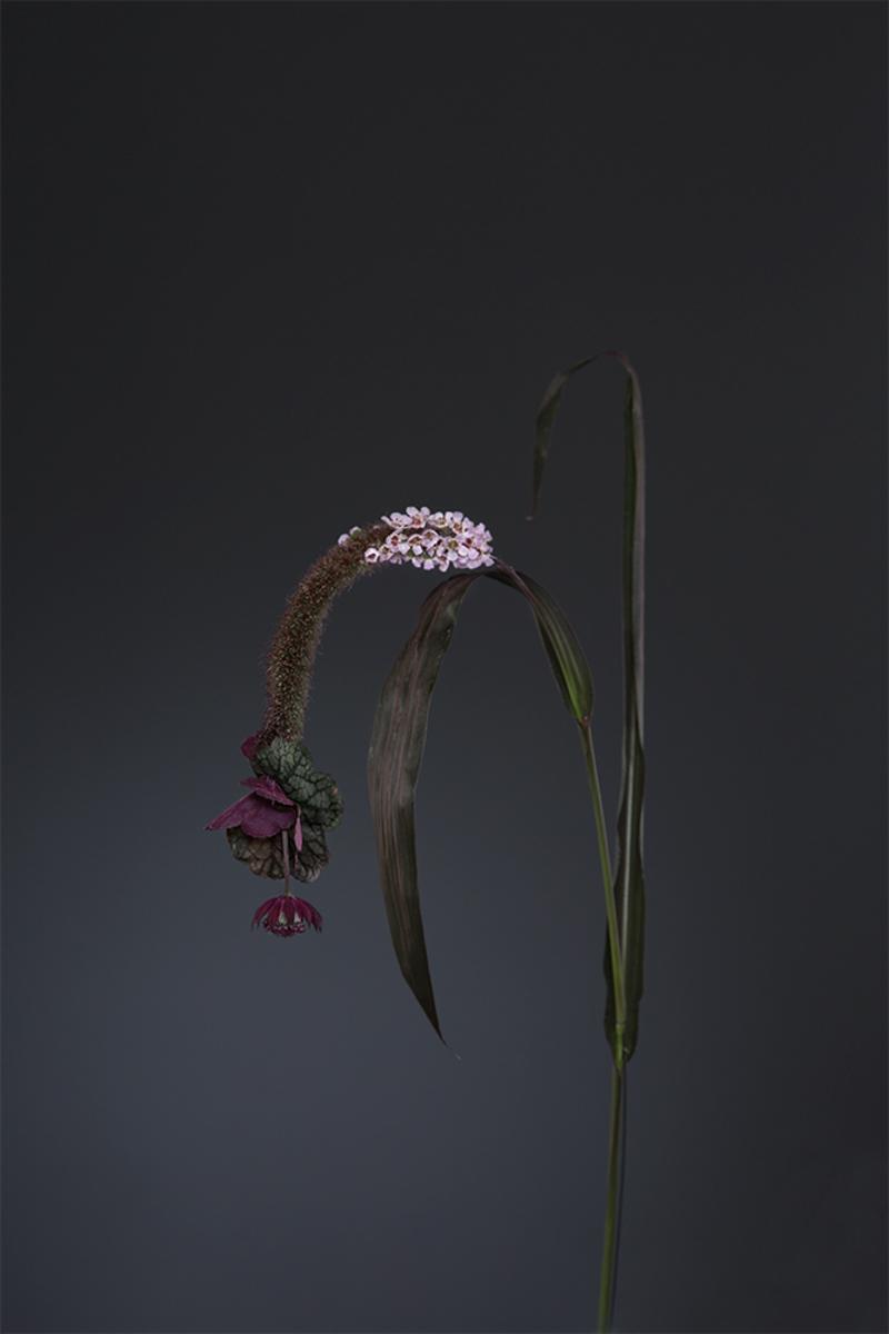 Fabel III -Typhaceae - Dunkjevlefamilien
