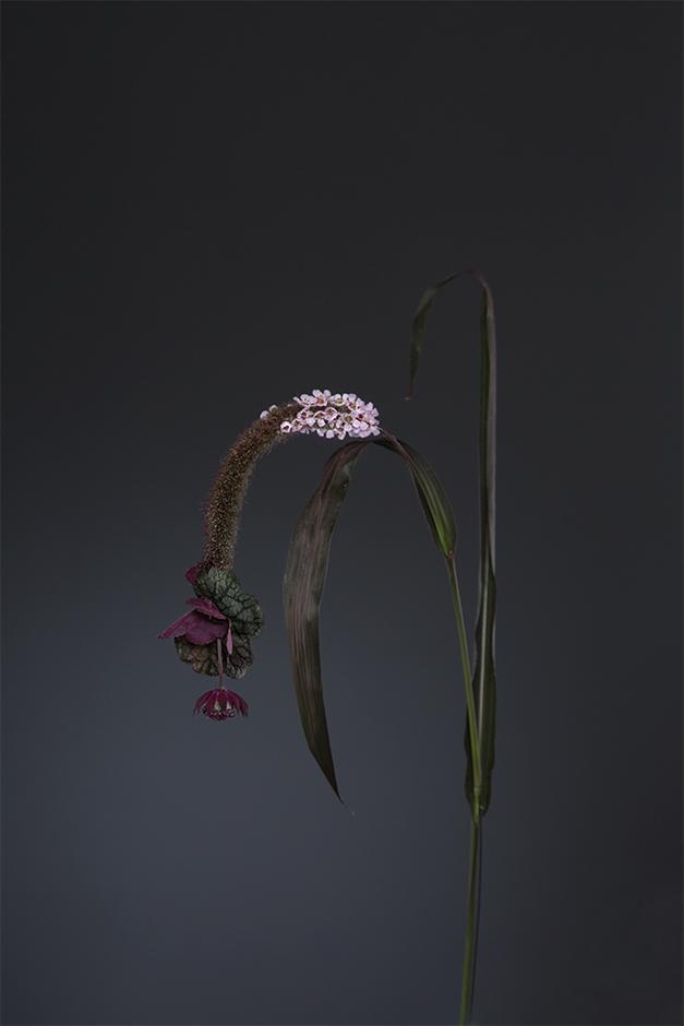 Fabel III -Typhaceae - Dunkjevlefamilien