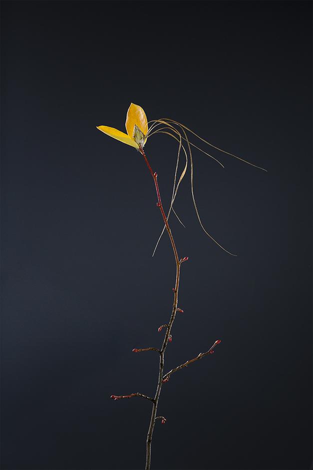 Fabel II - Dracaena Draketrefamilien