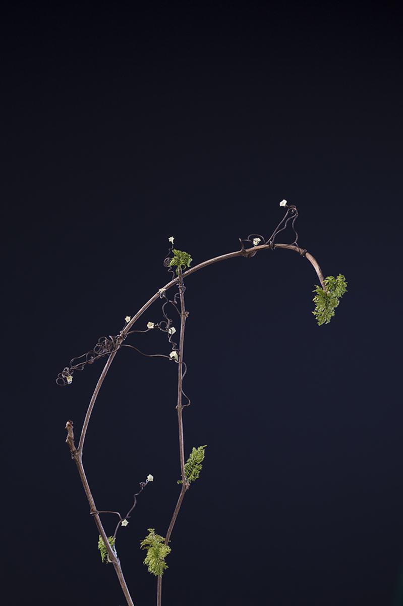 Fabel I - Ebenaceae_Ibenholtfamilien
