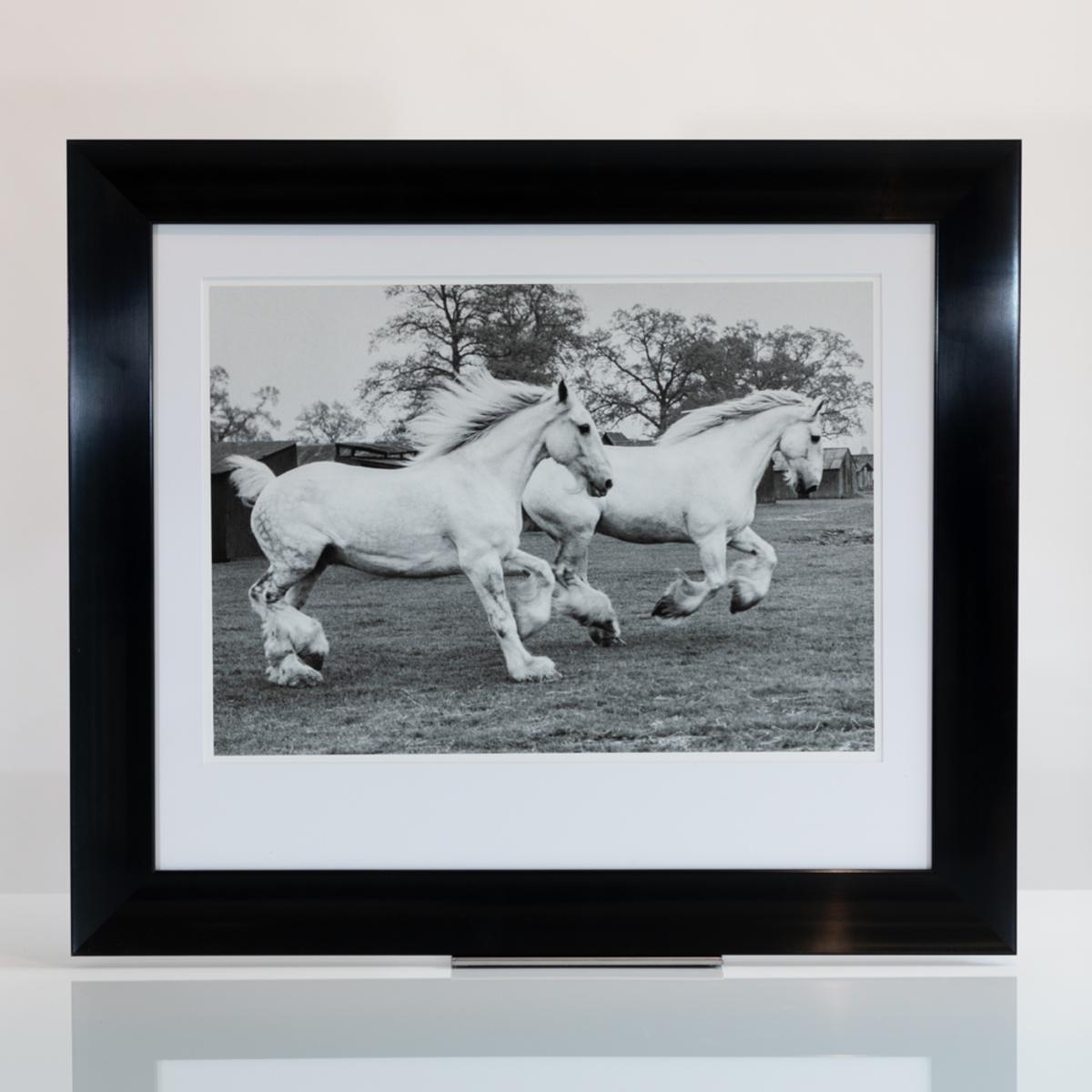 Horses Two famous dapple grey Shires, image 2
