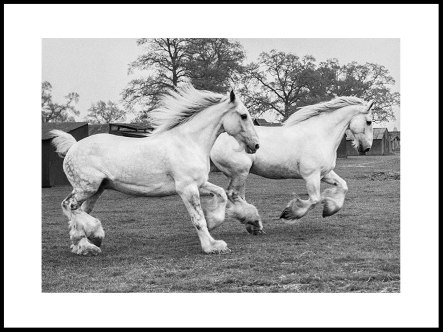 Horses Two famous dapple grey Shires