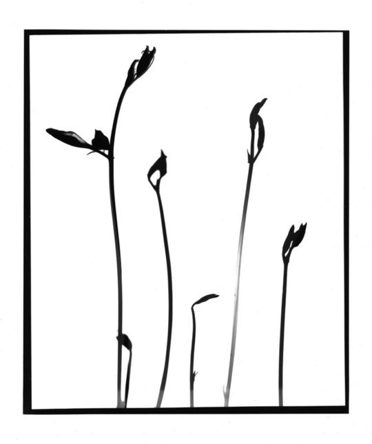 Naturlig Form VII