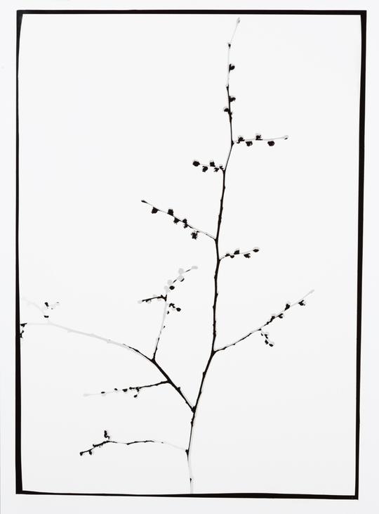 Naturlig Form