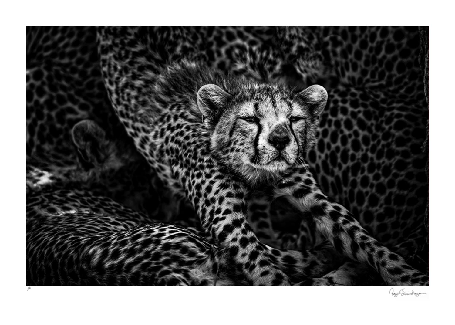 Cheeta Cub