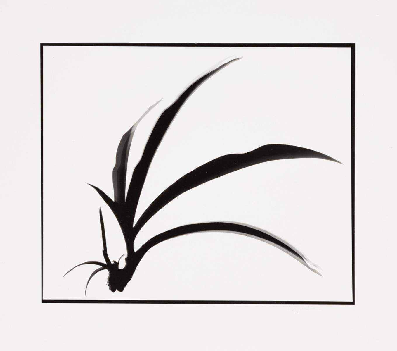 Naturlig Form #7
