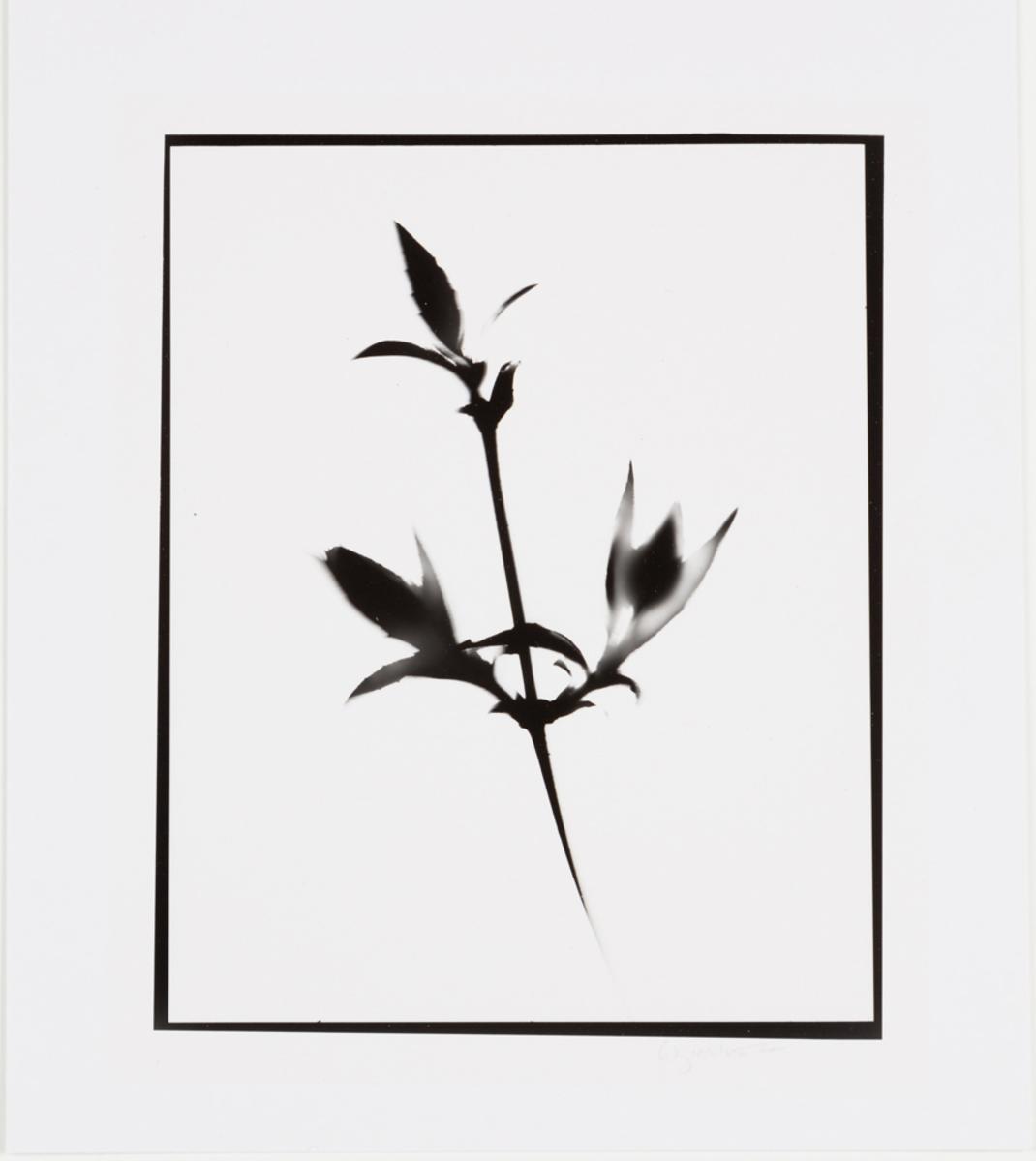 Naturlig Form #15