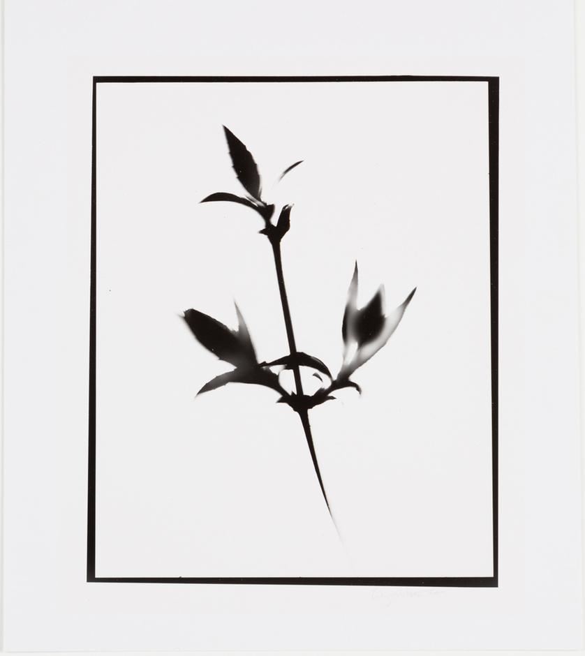 Naturlig Form #15