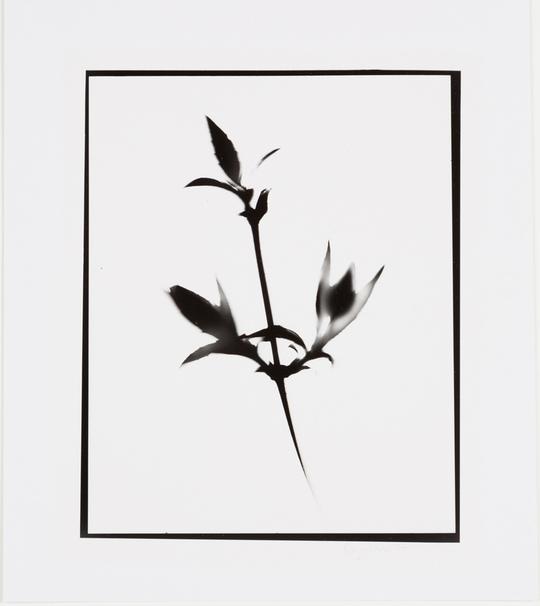 Naturlig Form #15