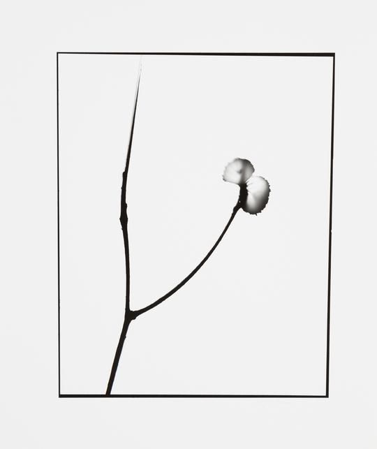 Naturlig Form #11