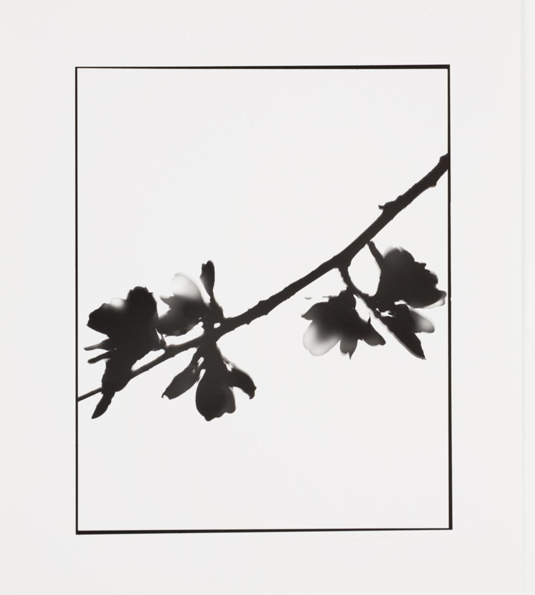 Naturlig Form #16