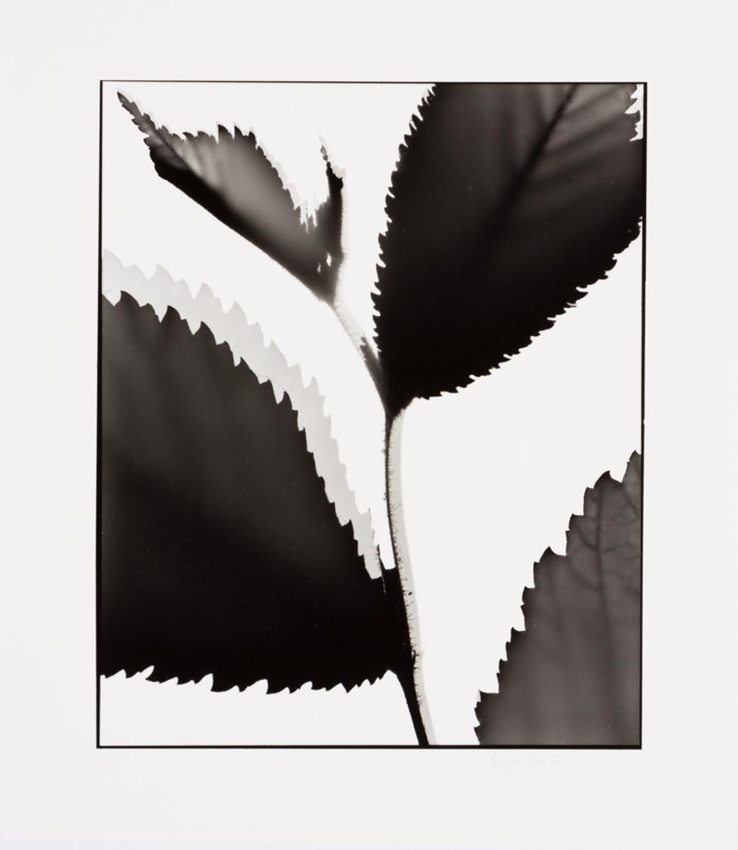 Naturlig Form #17