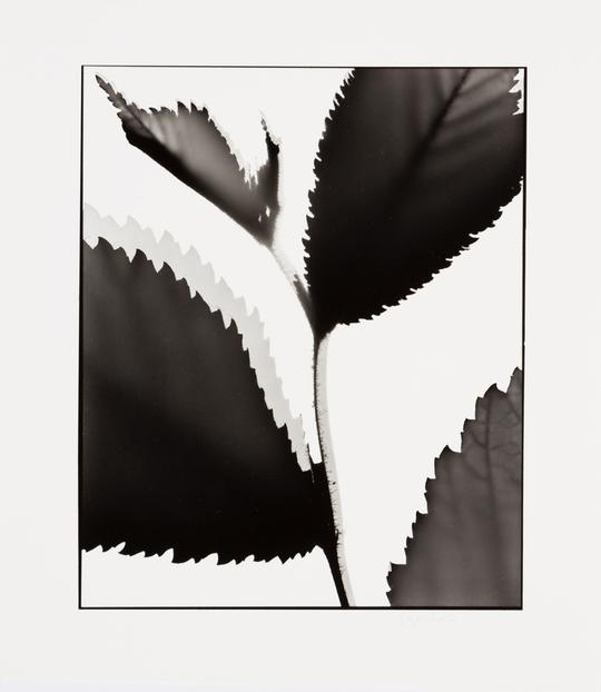 Naturlig Form #17