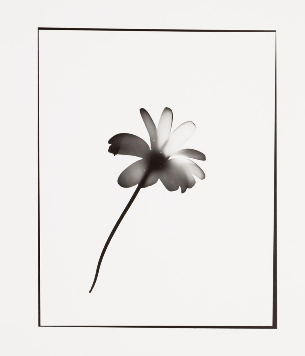 Naturlig Form #6