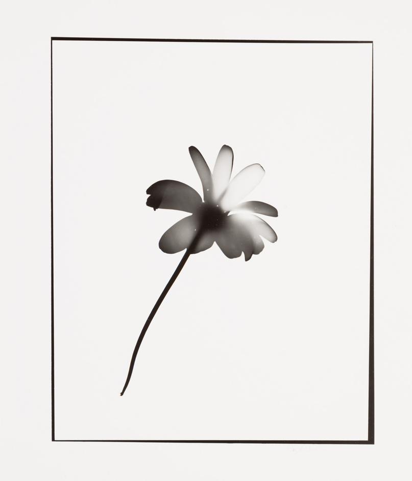 Naturlig Form #6