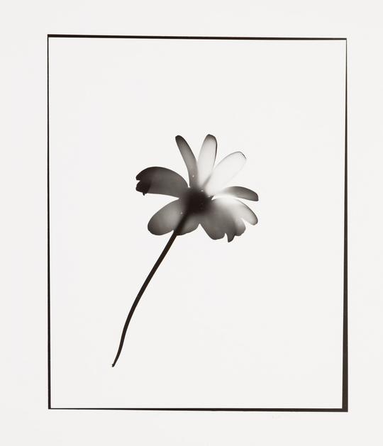 Naturlig Form #6