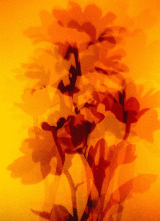 Form - Chrysamtemum