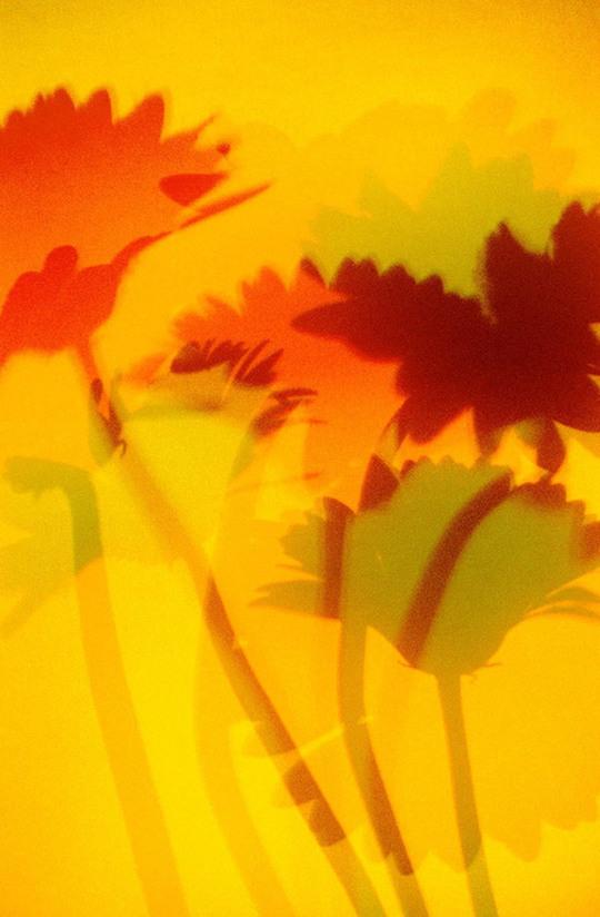 Form - Gerbera