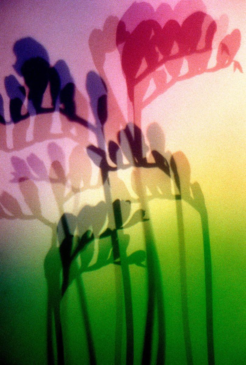 Form - Freesia
