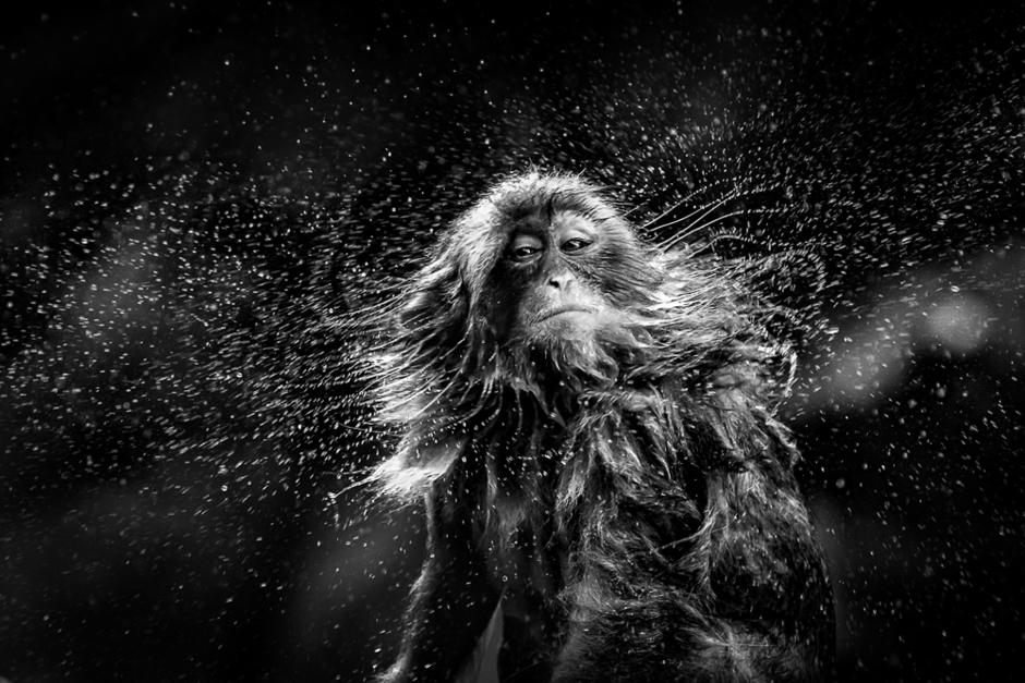 Japanese Macaque