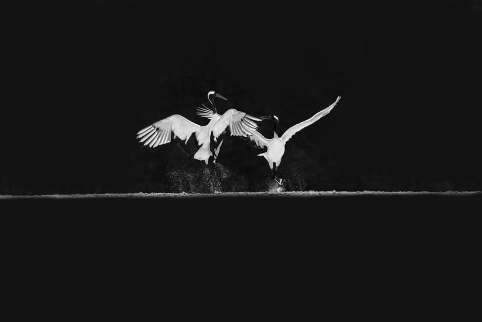 Crane Birds Dancing