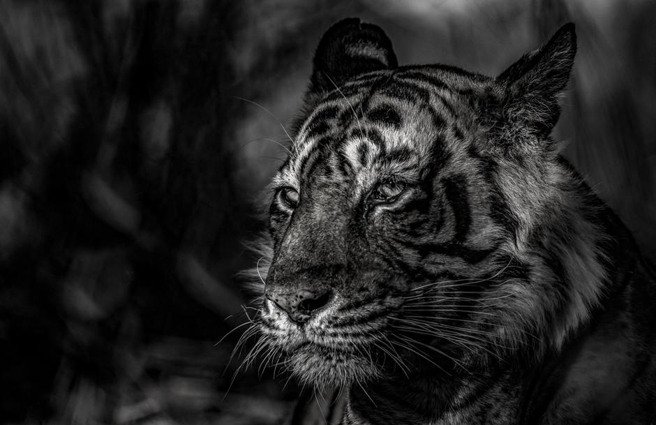 Eye Of The Tiger