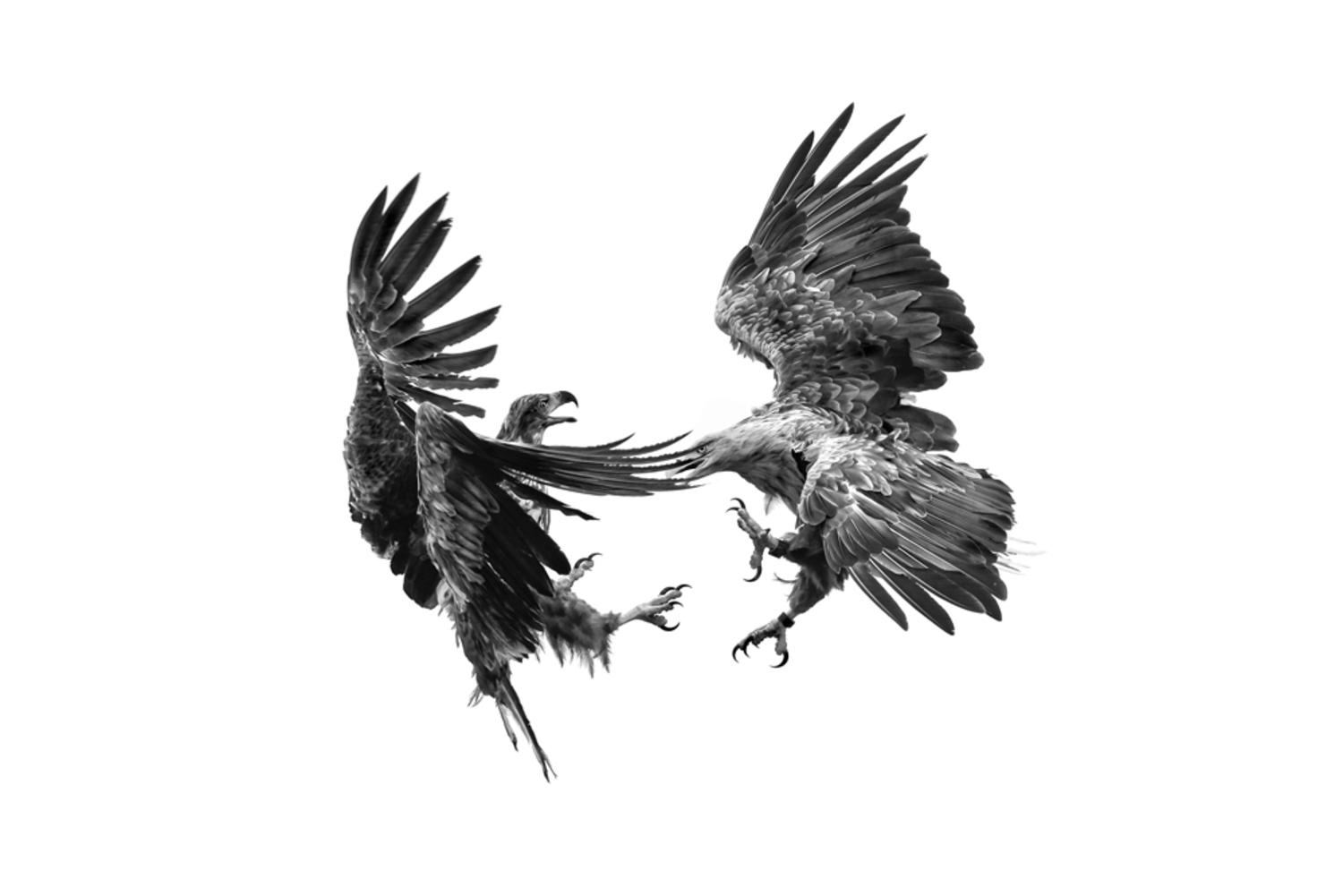 Fighting Eagles